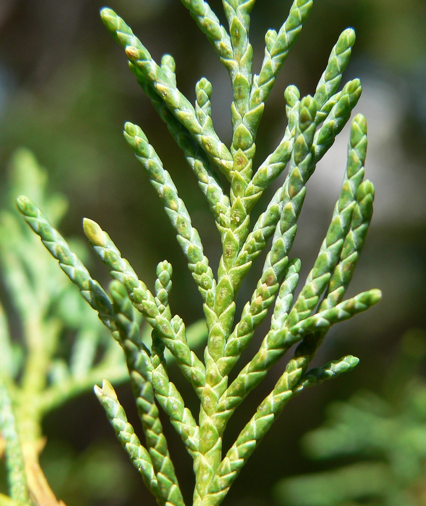 Leaf closeup