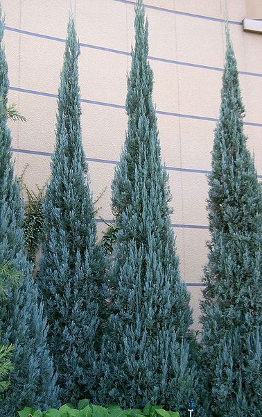 Juniperus scopulorum 'Blue Heaven'
