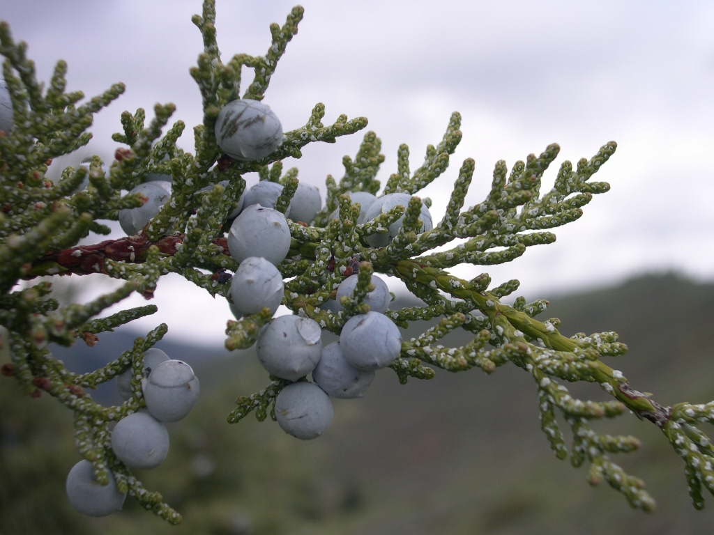 Fruit