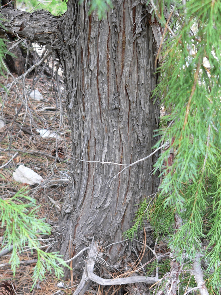 Bark