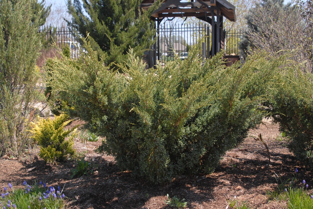 Juniperus squamata 'Holger'