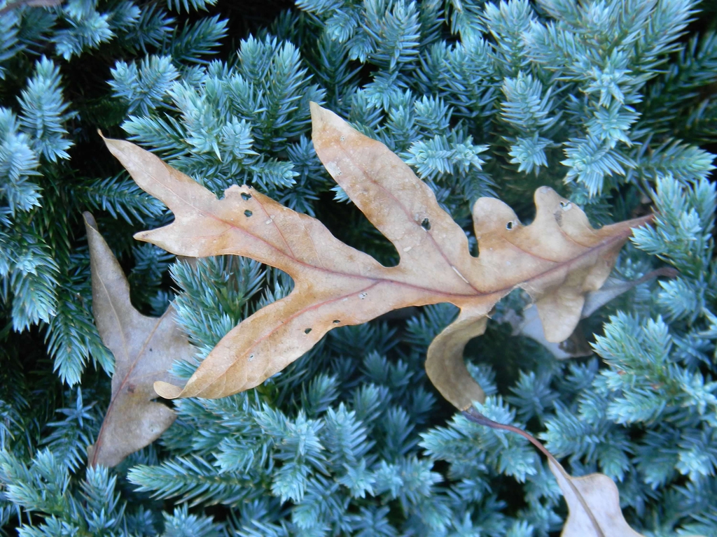 Juniperus squamata 'Blue Star'