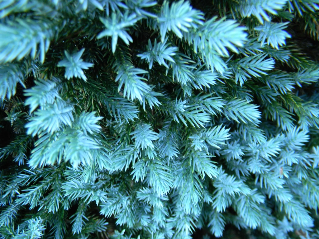 Juniperus squamata 'Blue Star'