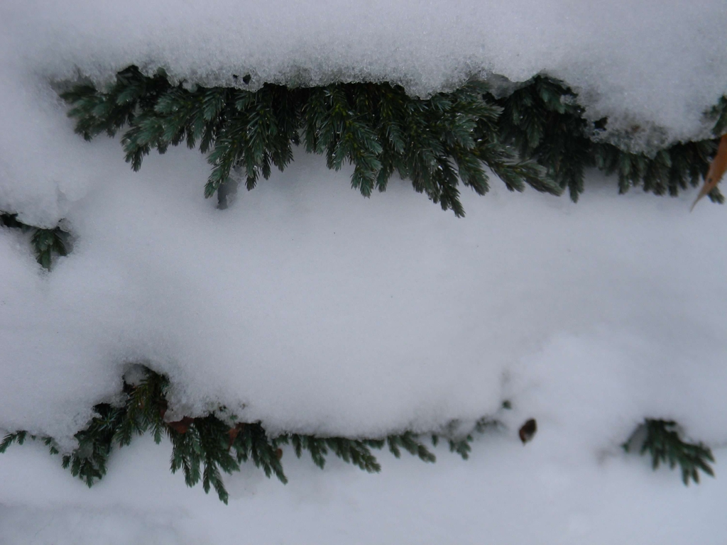 Juniperus squamata 'Blue Star'