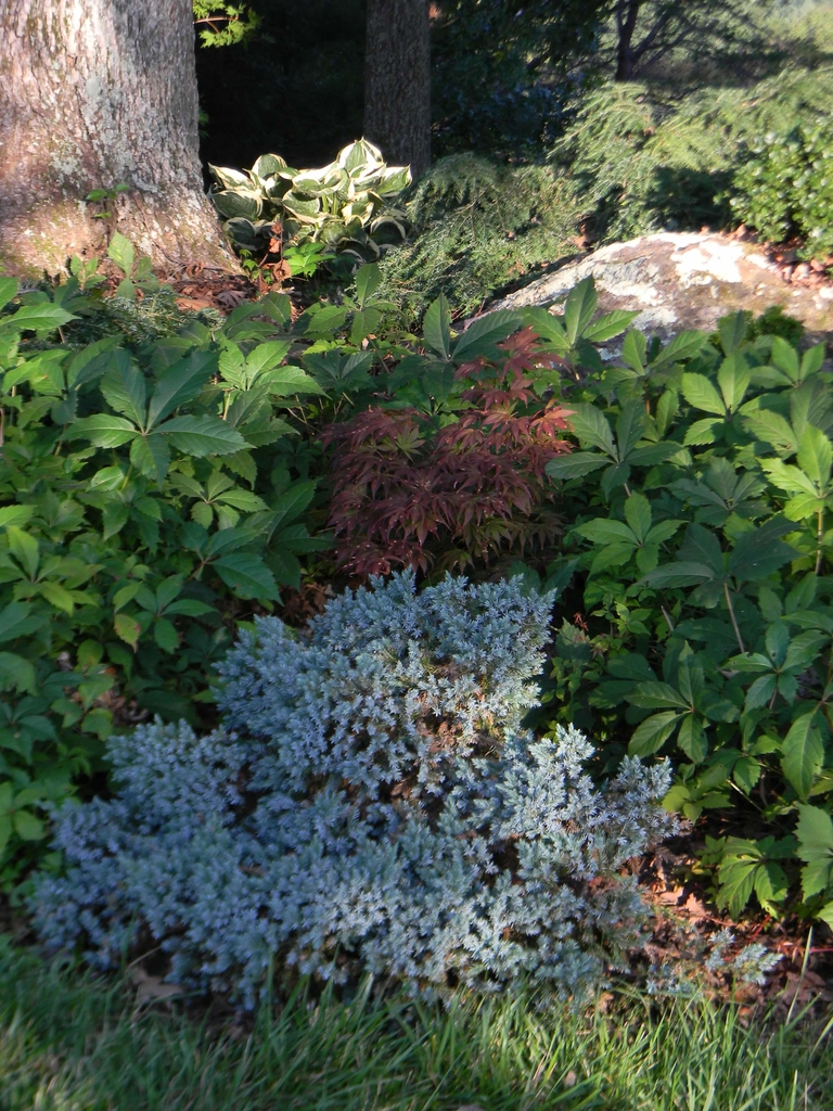 Juniperus squamata 'Blue Star'