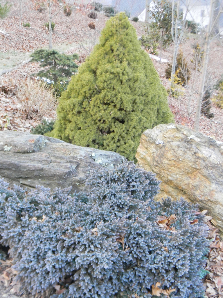 Juniperus squamata 'Blue Star'