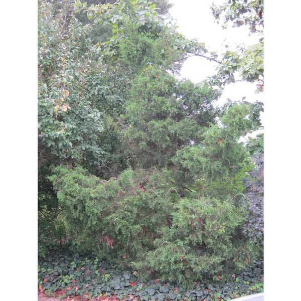 Juniperus virginiana var. silicicola