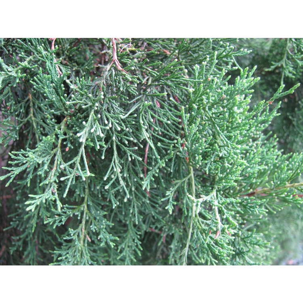 Juniperus virginiana var. silicicola