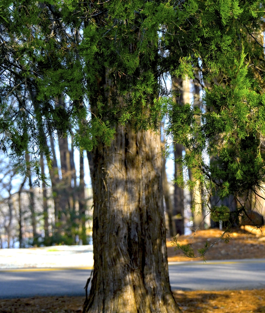 Bark orangish brown exfoliating bark