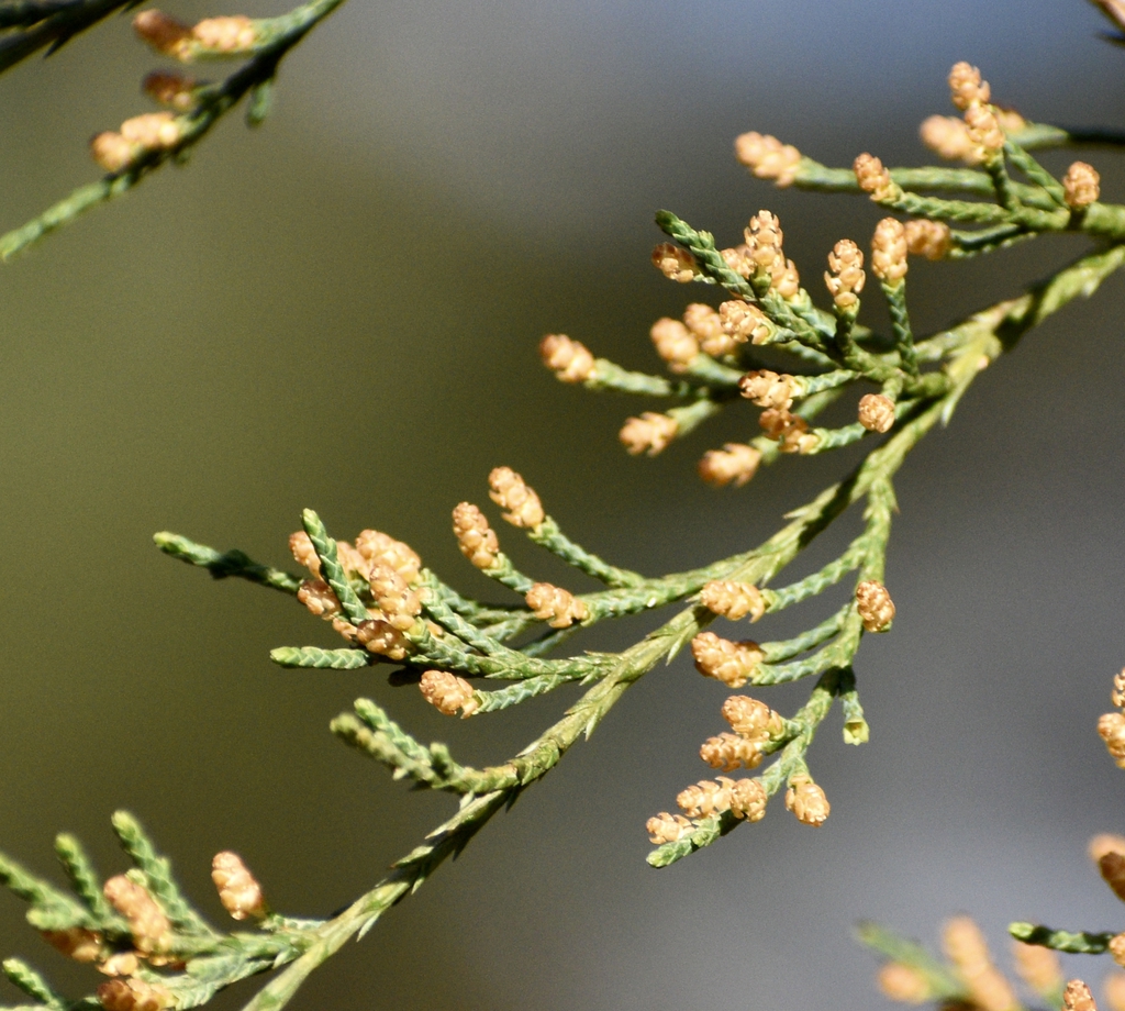 Juniperus virginiana
