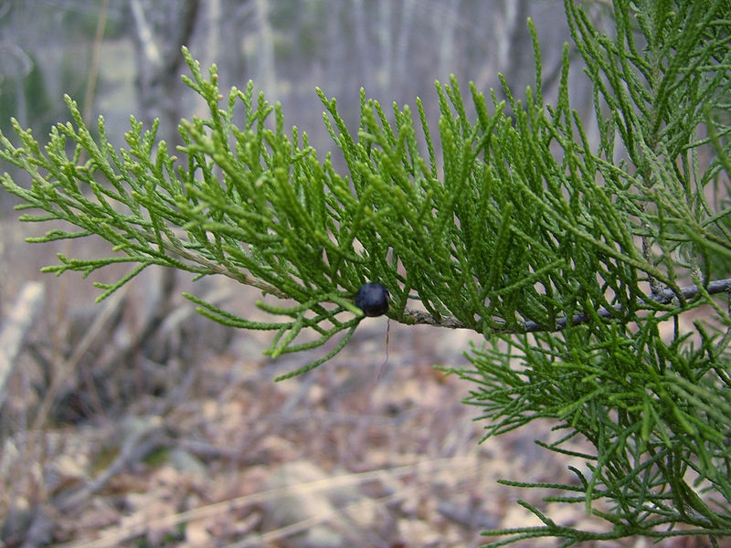 Juniperus virginiana