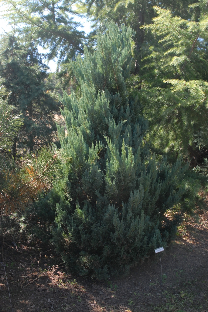 Juniperus virginiana
