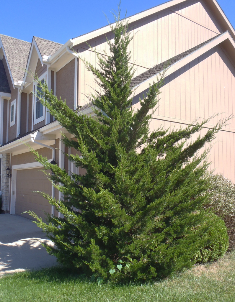 Juniperus virginiana