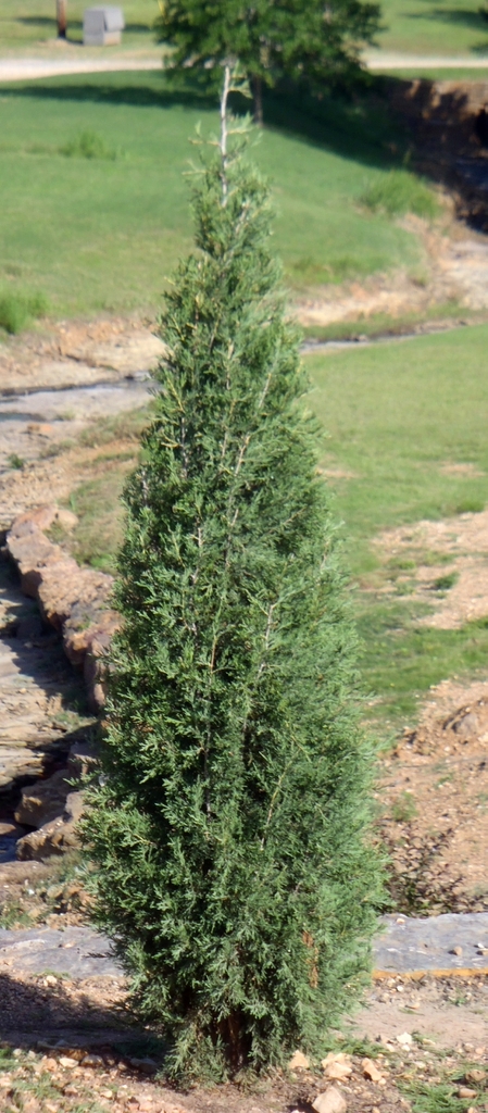 upright narrow conifer