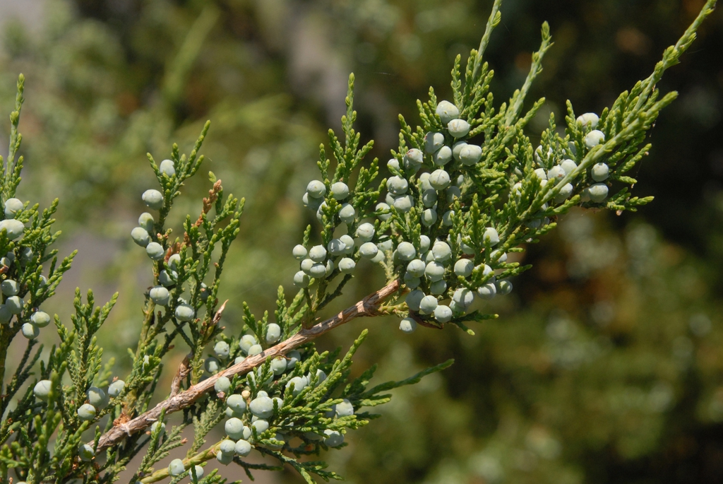 Juniperus virginiana