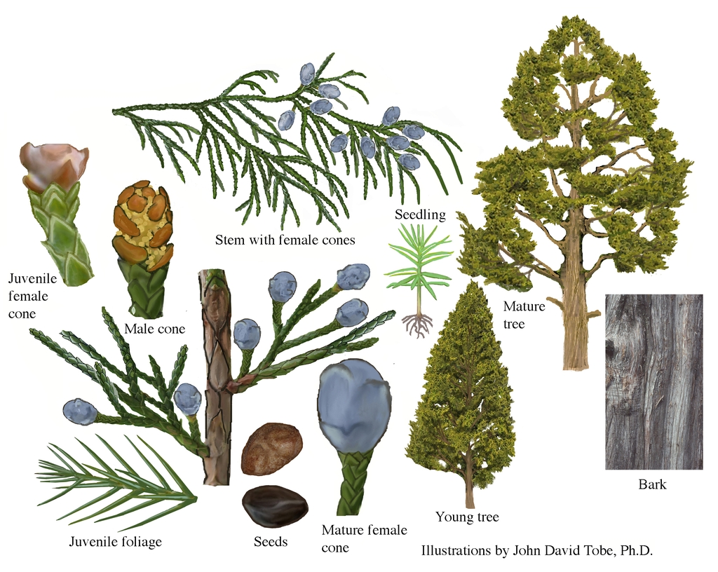 Color illustrations of the technical details of this species.