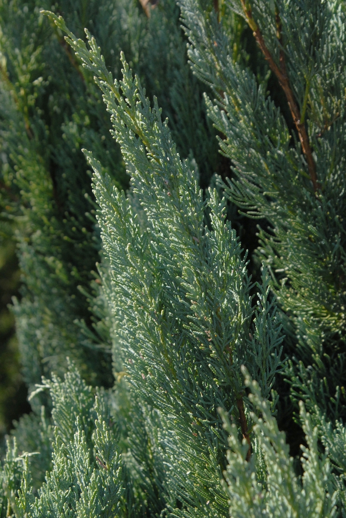 Juniperus virginiana