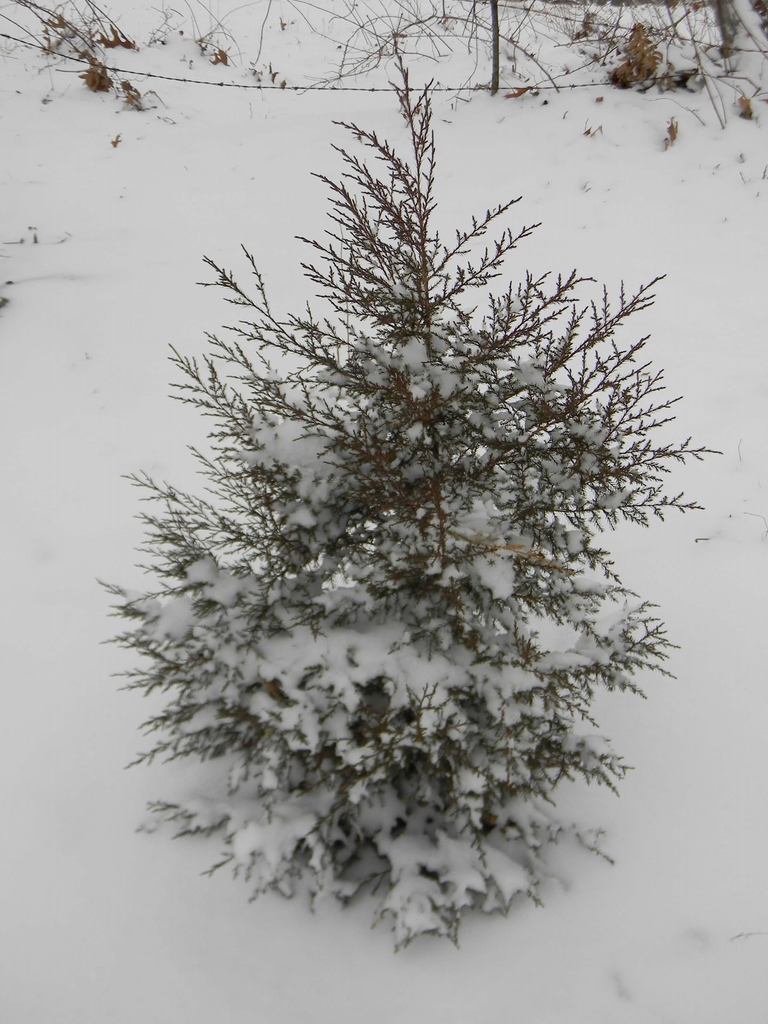 Juniperus virginiana