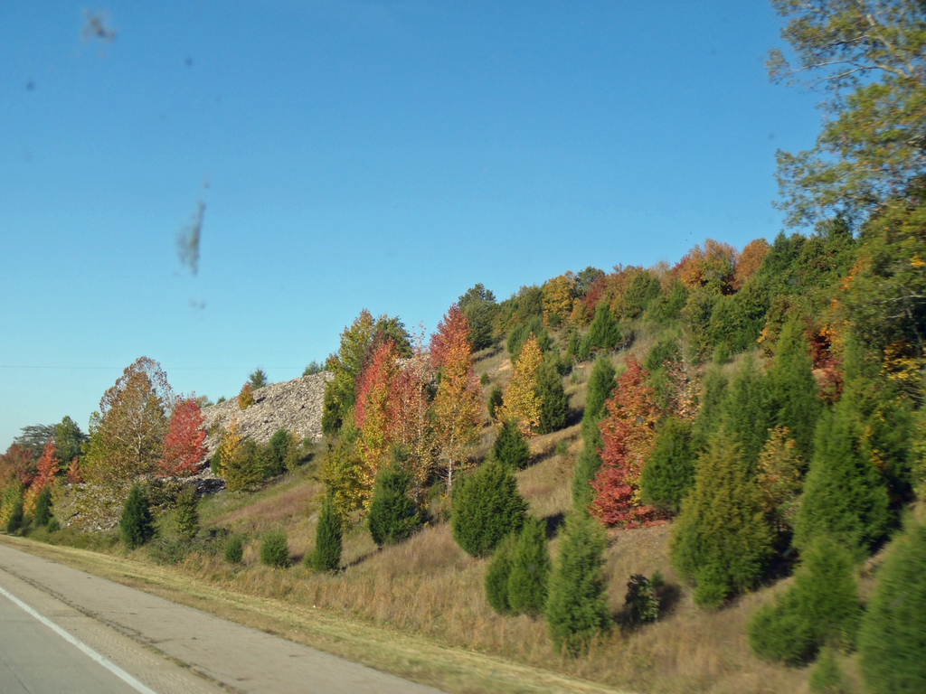 Juniperus virginiana