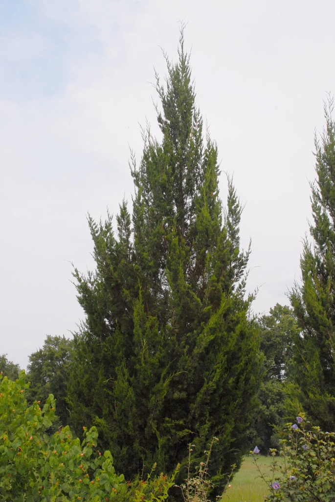 Juniperus virginiana