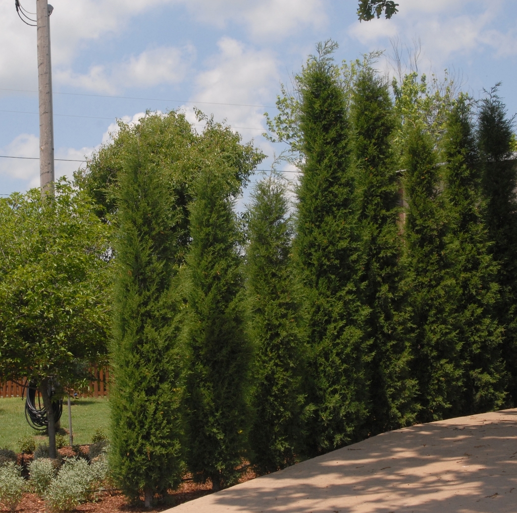 row of upright narrow conifers