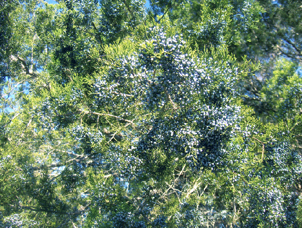 Juniperus virginiana var. silicicola