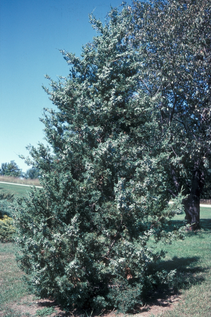 Juniperus virginiana