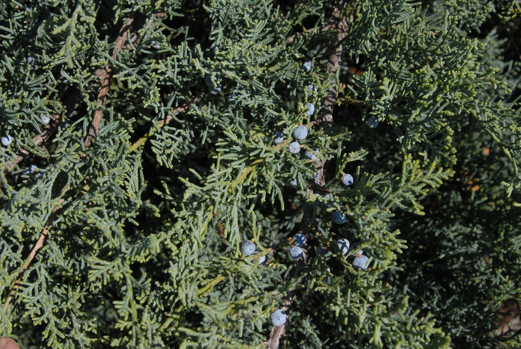 Fleshy cones ("berries") and Leaves