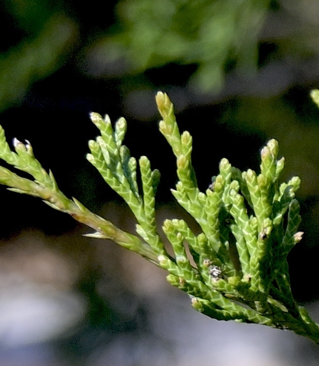 scale-like leaves with tightly overlapping scales