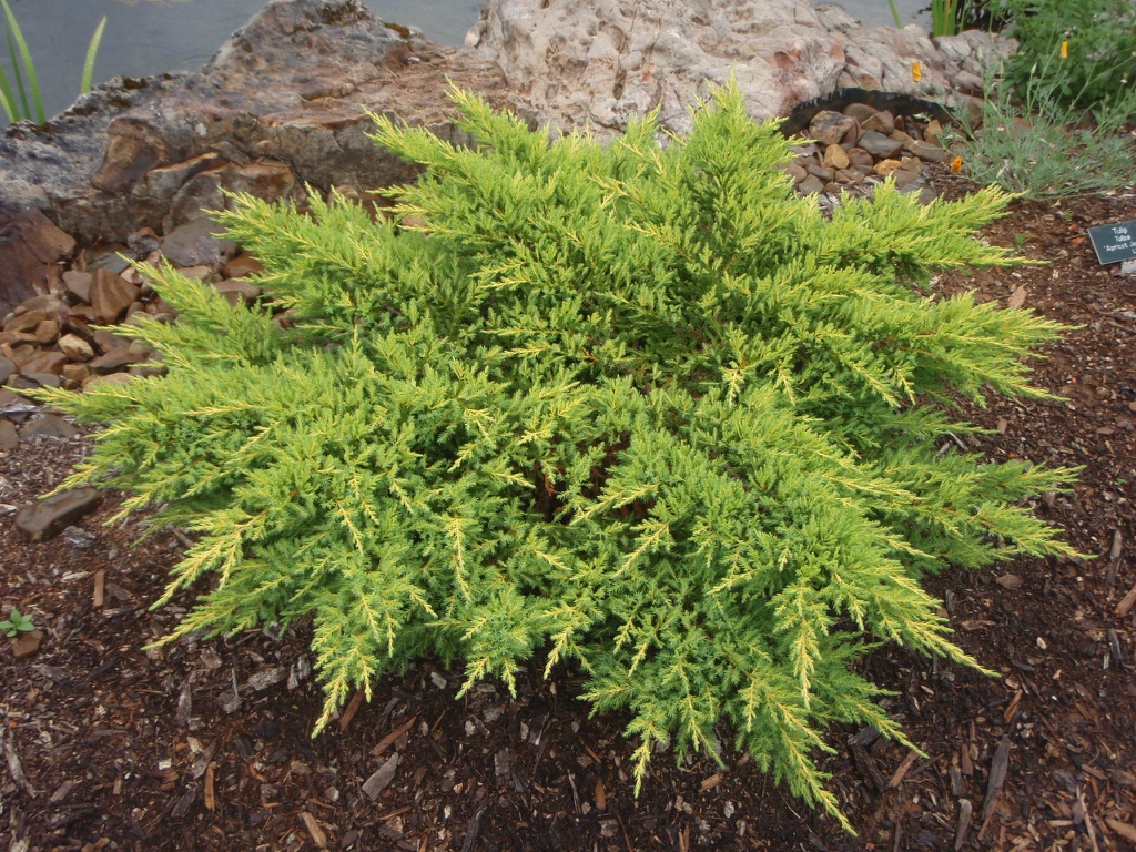 dwarf shrub with yellow-tipped branches.