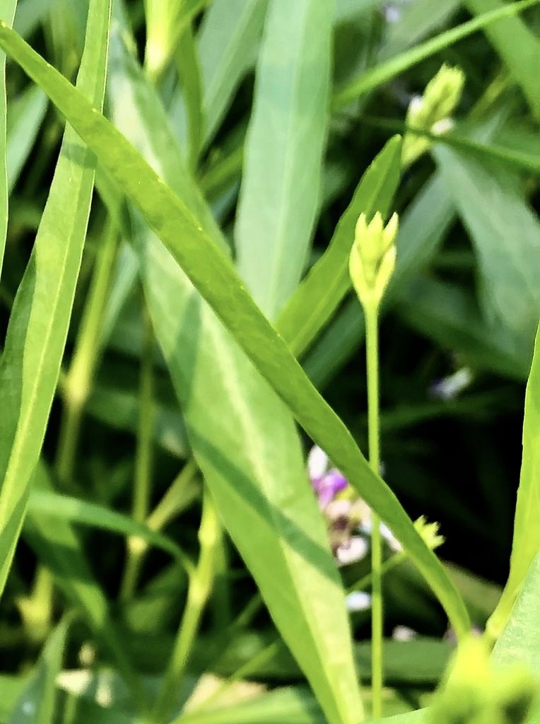 Leaves & Buds - June 10 - Warren Co., NC