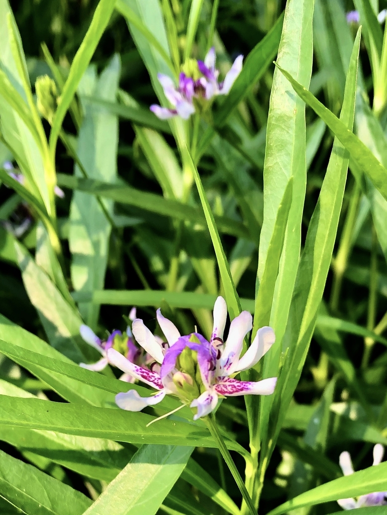 Flower & Leaves - June 10 - Warren Co., NC