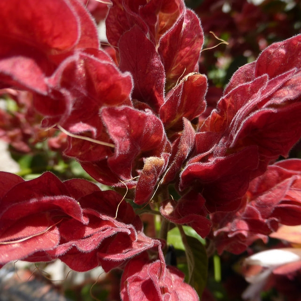 Justicia guttata
