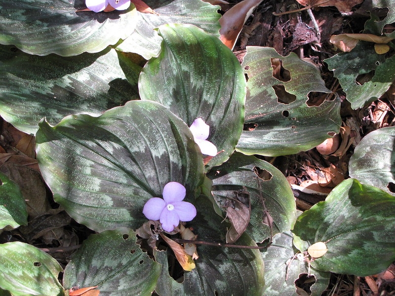 Low-growing plants with variegated leaves & pale solitary flos.