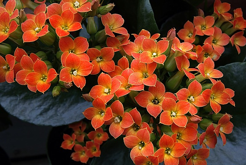 Close up of orange flowers.