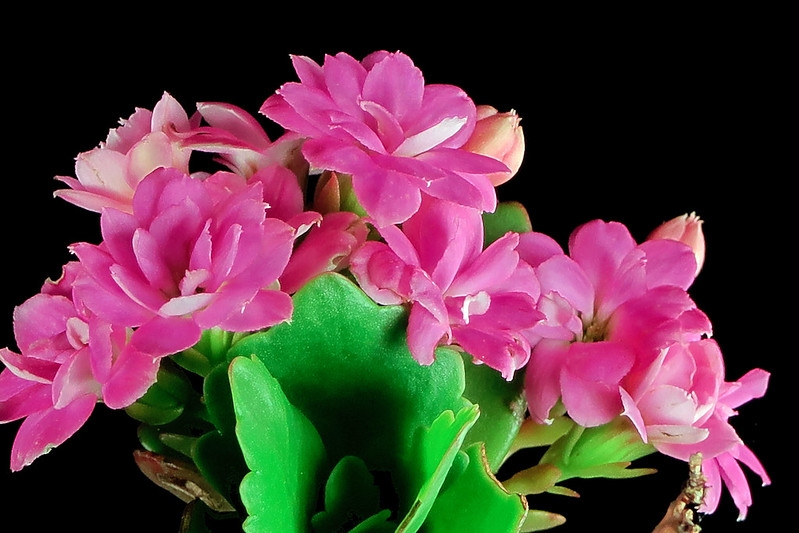Close-up on double pink flowers.