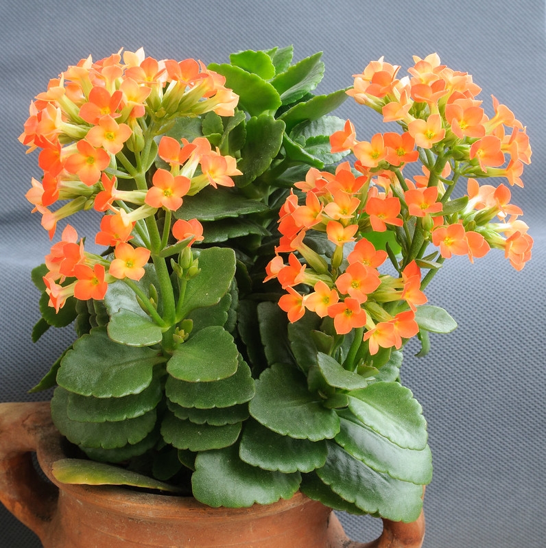 Potted succulent with crenate leaves and orange flowers.