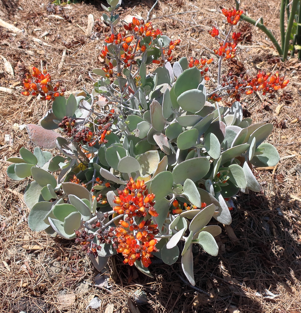 Kalanchoe Bracteata
