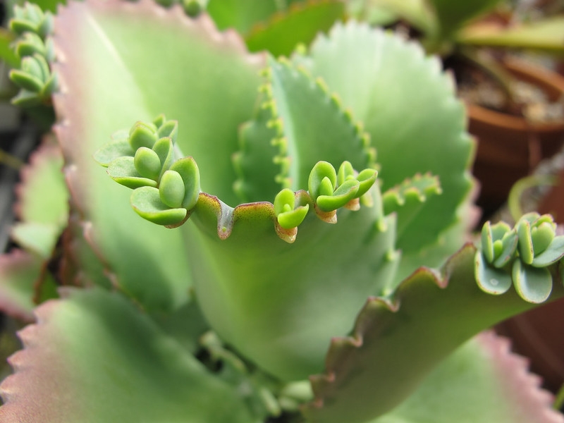 Succulent leaves with tiny plantlets borne on the margins.