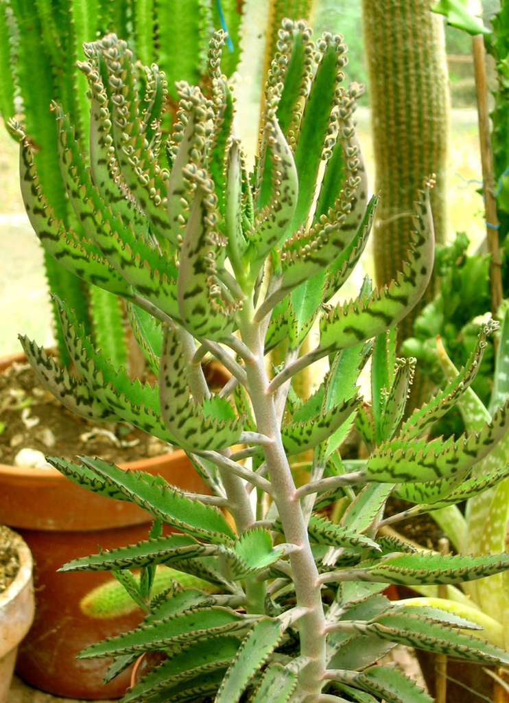 Form