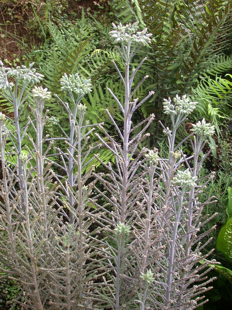 Growing in a group