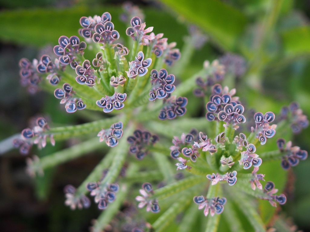 Plantlets forming on leaf margins