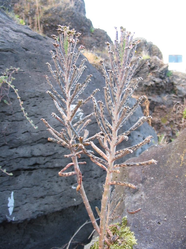Form in native habitat