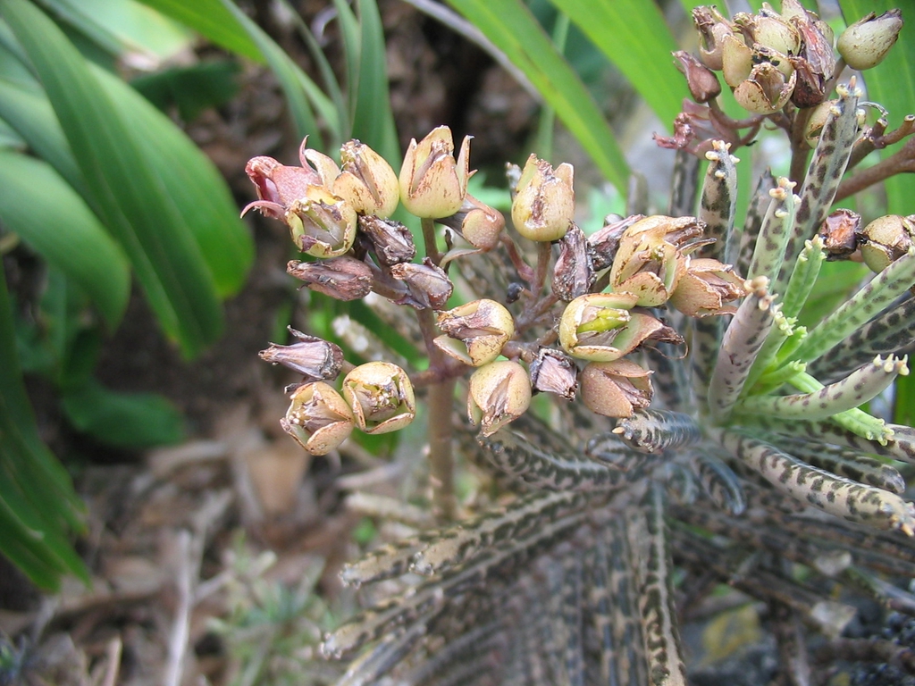Budding