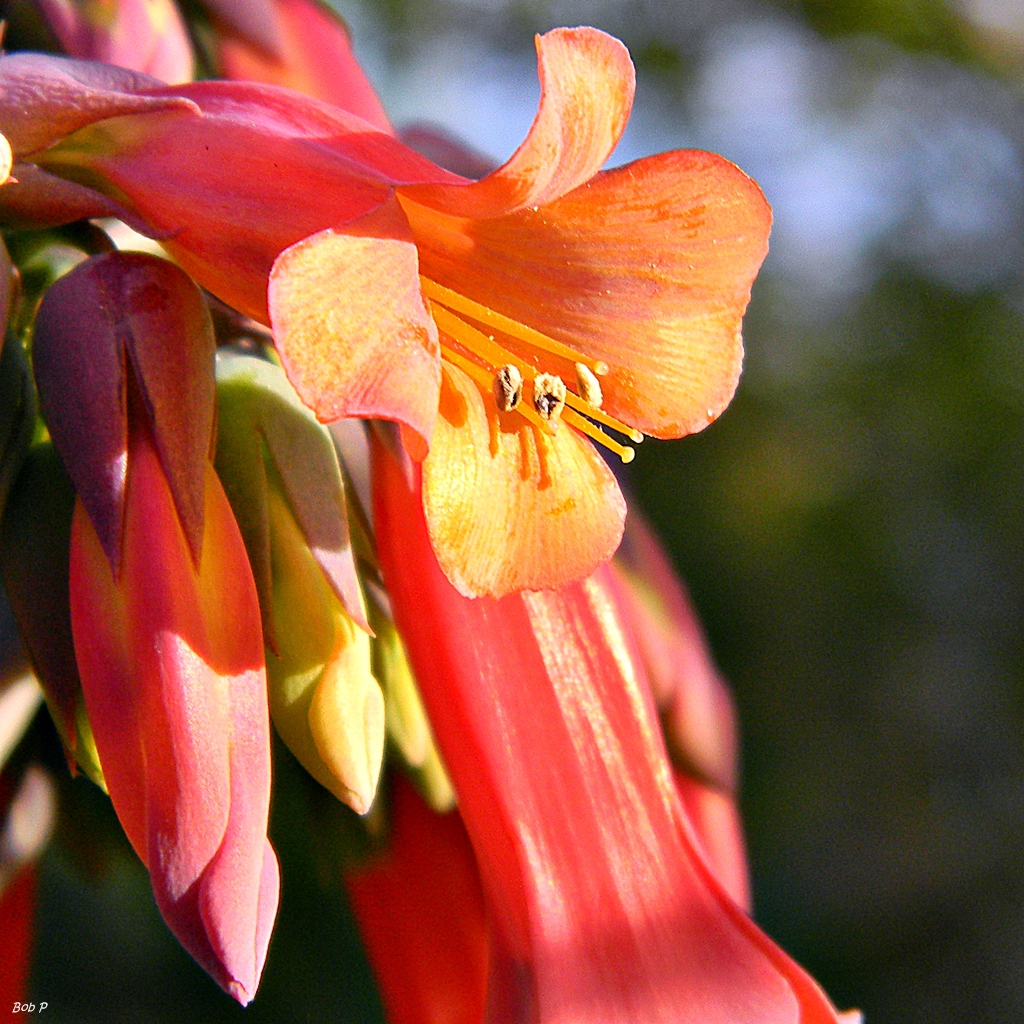 Close up of flower