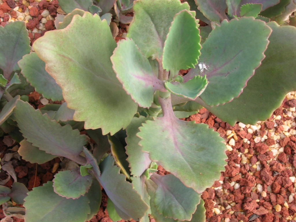 Leaves