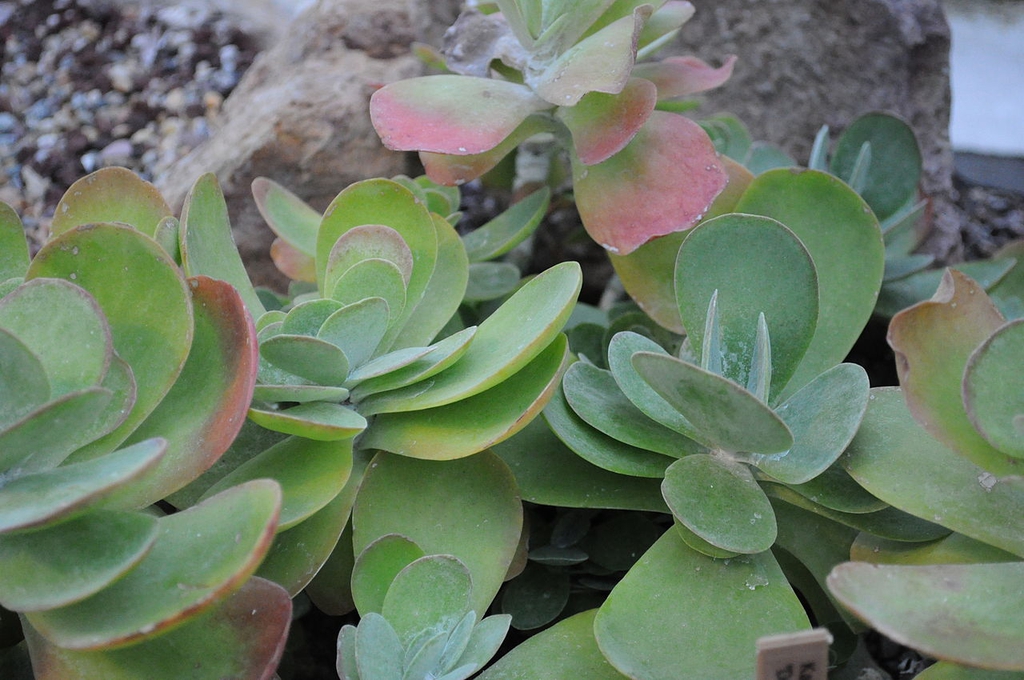 Leaves