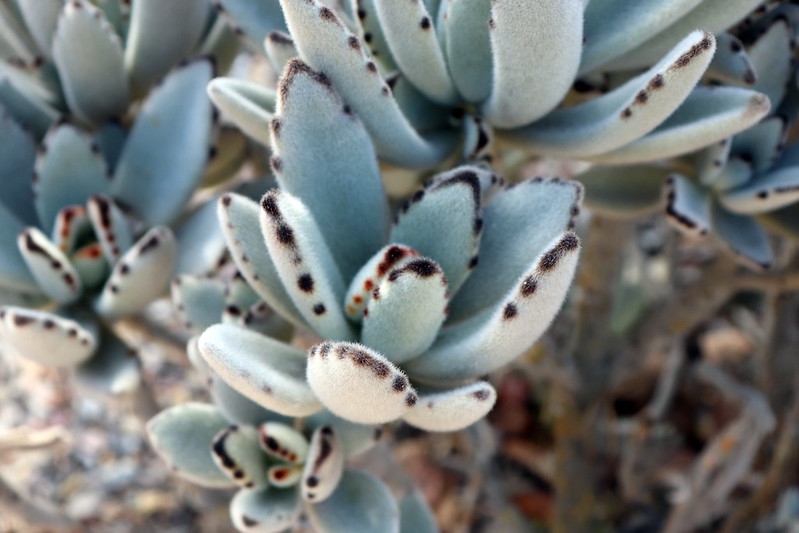 Succulent, fuzzy leaves with brown markings on the margins.