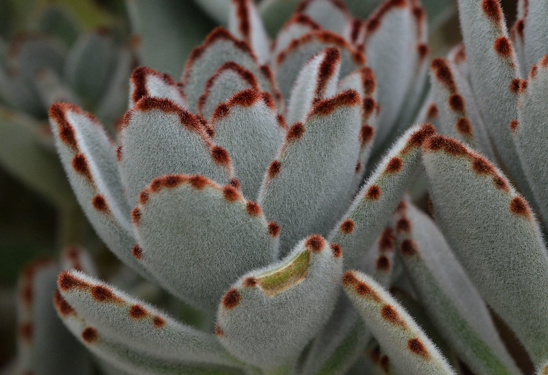 Close-up of fuzzy, succulent leaves. Brown spots on margins.