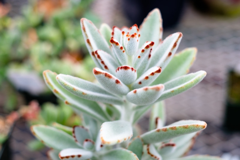 Succulent, fuzzy leaves with brown markings on the margins.